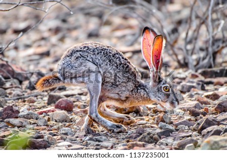 Jackrabbit in desert