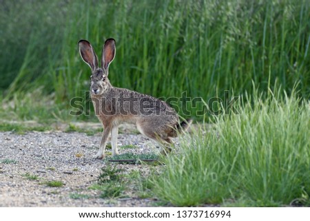 Jackrabbit In Grass