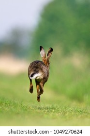 Jackrabbit Running Fleeing, Running Away