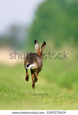 Jackrabbit running fleeing, running away