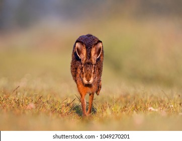 Jackrabbit Running Towards The Camera