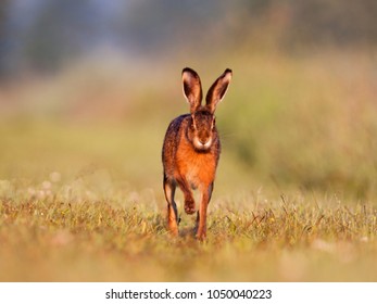 Jackrabbit Running Towards The Camera