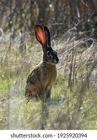 Hare の画像 写真素材 ベクター画像 Shutterstock