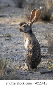 A Jackrabbit In Saguaro National Park In Arizona