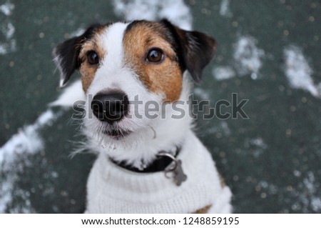 Jackrussell close up winter theme
