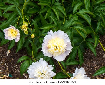 Jackson TN USA 05/15/2016 Lovely Peonies Growing By Path In Jackson Tennessee 