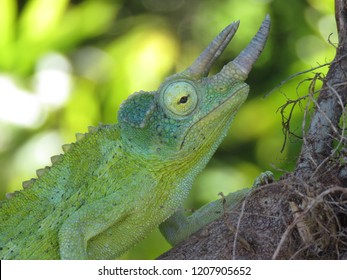 Rhinoceros Chameleon Images Stock Photos Vectors Shutterstock Rhinoceros Chameleon Images Stock Photos Vectors Shutterstock