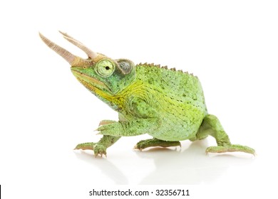 Jacksons Chameleon (Chamaeleo jacksonii) isolated on white background.