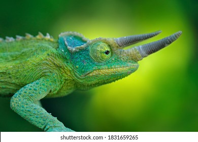 Jackson's Chameleon, Trioceros Jacksonii, Sitting On The Branch In Forest Habitat. Exotic Endemic Green Reptile With Long Nose Horn From Madagascar. Wildlife Scene From Nature. Detail Portrait.