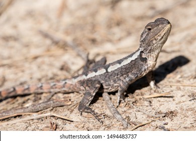 Jacky Dragon lizard basking in sun