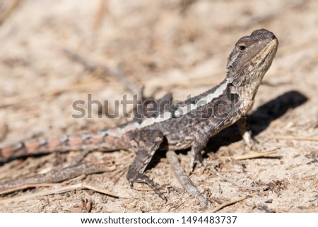 Jacky Dragon lizard basking in sun