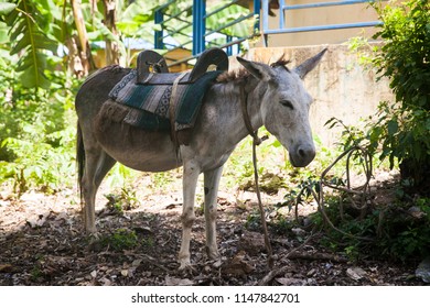 Jacmel / Haiti - May 29 2015: Donkey Used for Transportation