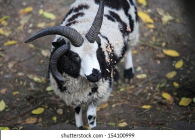 Jacob Sheep