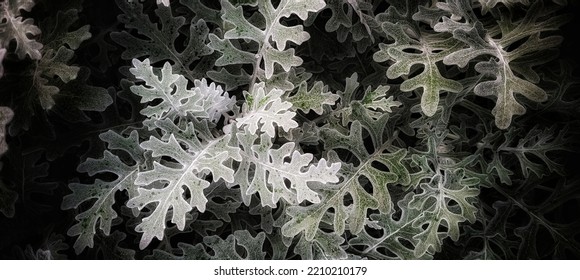 Jacobaea maritima. Yakobeya primorskaya. The cross is ashen. Aster semi-shrub. Silver background with copy space. Full HD flower backdrop. - Shutterstock ID 2210210179