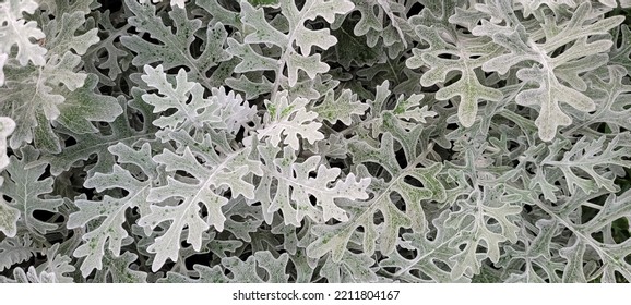 Jacobaea maritima. Yakobeya primorskaya. The cross is ashen. Aster semi-shrub. Silver background with copy space. Full HD flower backdrop. - Shutterstock ID 2211804167
