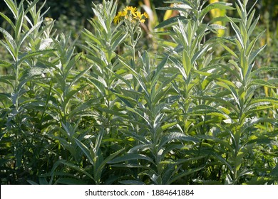 Jacobaea Paludosa, Syn. Senecio Paludosus, The Fen Ragwort.