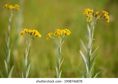 Jacobaea Paludosa, Syn. Senecio Paludosus, The Fen Ragwort.