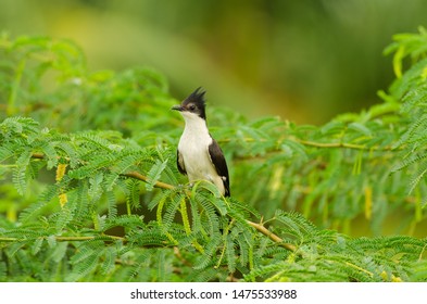 Jacobin Cuckoo On A Bright Day