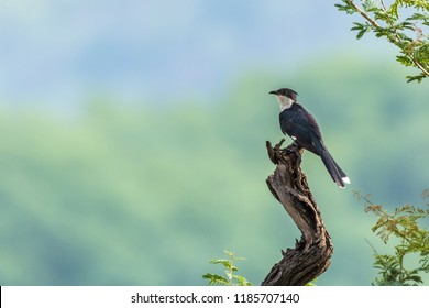 The Jacobin cuckoo, pied cuckoo, or pied crested cuckoo perched on a branch. also known as Clamator jacobinus.
