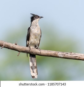 The Jacobin cuckoo, pied cuckoo, or pied crested cuckoo perched on a branch. also known as Clamator jacobinus.