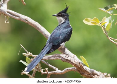 Jacobin Cuckoo In A Tree