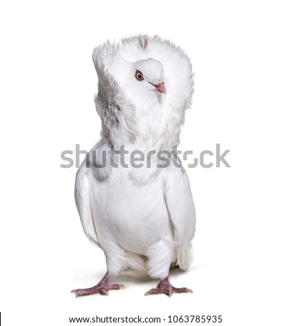 Jacobin pigeon also known as a fancy pigeon or capucin pigeon looking away against white background