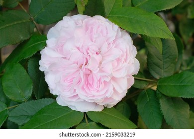 Jacques Cartier rose in full blooming