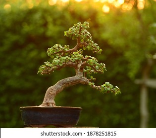 Jade bonsai tree (portulacaria afra) - Powered by Shutterstock