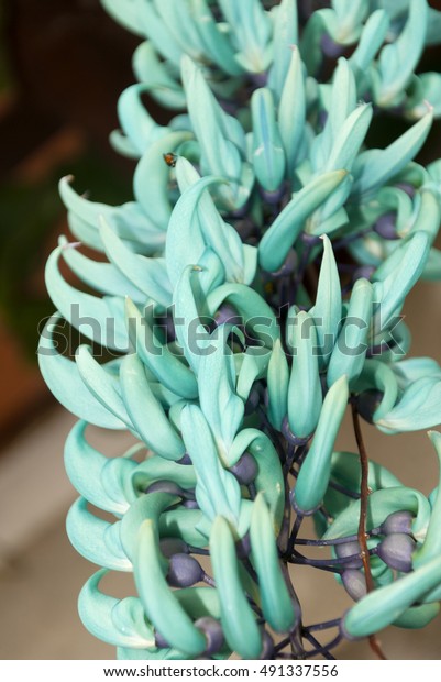 Jade Emerald Vine Flower Strongylodon Macrobotrys Stock Photo (Edit Now