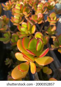 Jade plant  (also known as dollar plant,  lucky plant, money plant, money tree), a specias of Pigmyweeds. Botanical name is Crassula ovata