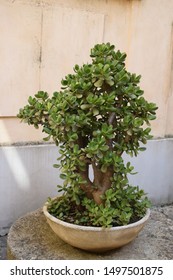 Jade plant (Crassula ovata), called also Friendship tree, Lucky plant and Money tree.