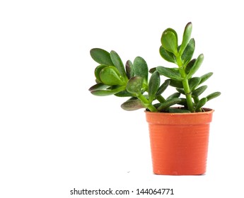 Jade plant : a kind of succulents in plastic pot