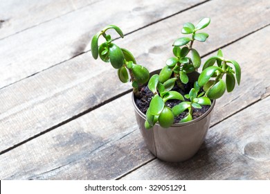 Jade Plant, Money Tree