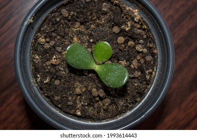 Jade plant propagation in small pot with wooden background. Crassula Ovata succulent new leaves. Easy to care plant. Hope for new growth. Money plant starting to grow.