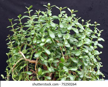 Jade plant, referred to as the money tree