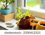 Jade plant thick stems bonsai venus fly trap potted dish drainage kitchen window sill behind sink fallen leaves succulents yellow red orange tap faucet insect Kalanchoe luciae Flapjack, Paddle Plant