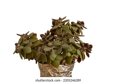 Jade Tree Isolated On White Background.