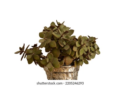 Jade Tree Isolated On White Background.