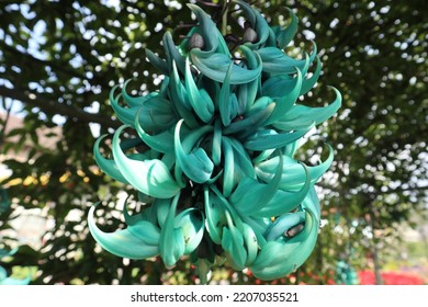 Jade Vine Beautiful In Garden