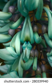 Jade Vine Flower Macro