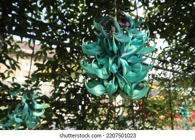 Jade Vine In A Garden