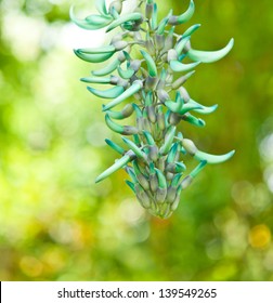 Jade Vine In  Garden.Thailand