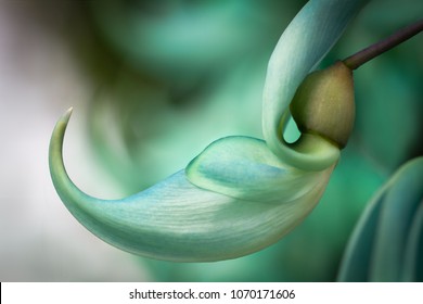 Jade Vine Plant