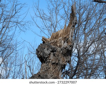 Jagged Broken Tree Trunk with Splintered Wood in Winter Forest, Colorado
