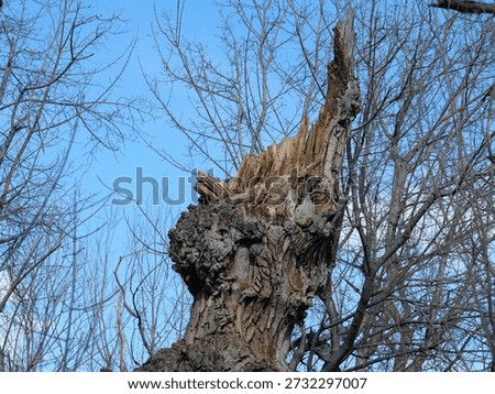 Jagged Broken Tree Trunk with Splintered Wood in Winter Forest, Colorado