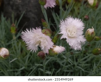 Jagged carnation, white and pink flowers, rural garden in Poland. - Shutterstock ID 2314949269