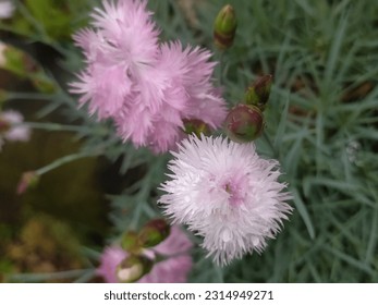 Jagged carnation, white and pink flowers, rural garden in Poland. - Shutterstock ID 2314949271
