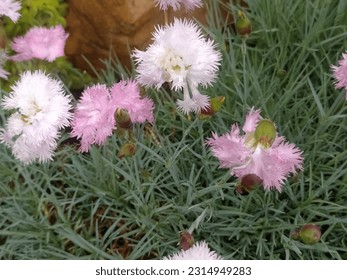 Jagged carnation, white and pink flowers, rural garden in Poland. - Shutterstock ID 2314949283