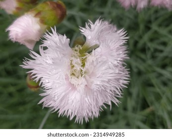 Jagged carnation, white and pink flowers, rural garden in Poland. - Shutterstock ID 2314949285