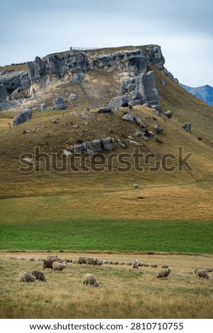 Jagged Limestone Rock Formations on Hillside with Grazing Sheep Castle Hill in the Canterbury high country, South Island, New Zealand.